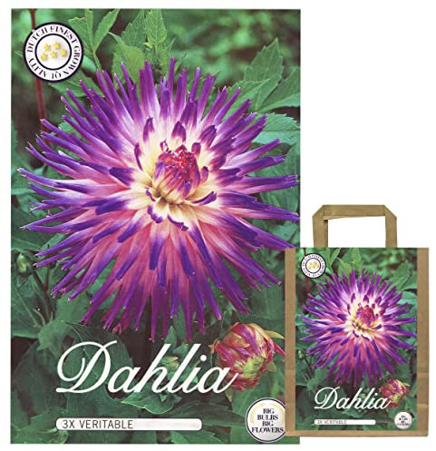 Sommerblumen Dahlien Knollen Blumenzwiebeln Mix Dahlia Bunte Auswahl im Mix für Sommer Blume Knolle Blumezwiebel Set Bunte Blüten mehrjährig (3 x Dahlien Veritable)