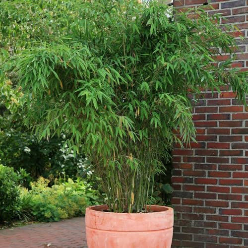 Bambus Fargesia 'Jumbo', Höhe 80-100 cm, Topf 10 Liter, 2 Stück
