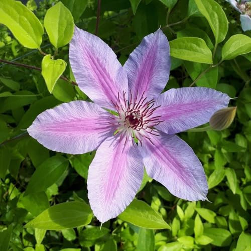 Clematis Nelly Moser 2L - Gewann 1993 den Award of Garden Merit