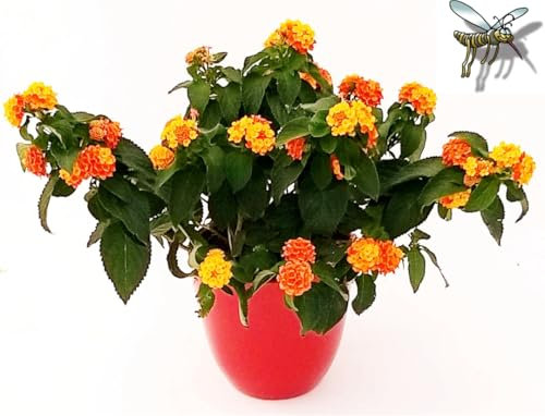 POWERS TO FLOWERS - LANTANA CAMARA ARANCIO IN VASO CERAMICA ROSSO, pianta vera