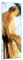Bilderdepot24 Glasbild AFFE - 40 x 120 cm - Deko Glas - brilliante Farben, inkl. Aufhängung