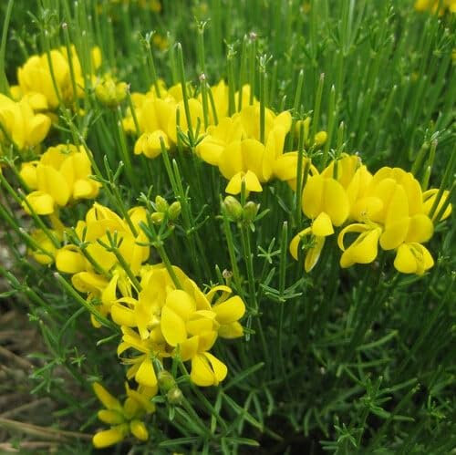 Plant World Seeds - Genista Radiata Seeds (Tree & Shrub Seeds)