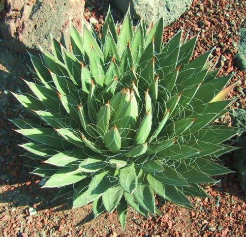 Agave Filifera seltener saftiger Faden Blattpflanze exotische Gärten aloe seed 50 SEEDS