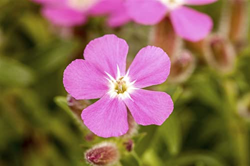 Saponaria ocymoides ca. 9x9 cm Topf - Seifenkraut, rosa Blüten, Blütezeit Mai-Juli, ideal für Steingärten, bienenfreundlich, pflegeleicht