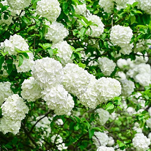 QSTNY-S 20 Stück elegante Hortensie Samen weiß Geeignet für alle pflanzen möchten Erleben Sie Freude Arbeit Am Rand des Zauns platziert um die Aufmerksamkeit Passanten auf sich zu ziehen