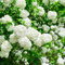 QSTNY-S 20 Stück elegante Hortensie Samen weiß Geeignet für alle pflanzen möchten Erleben Sie Freude Arbeit Am Rand des Zauns platziert um die Aufmerksamkeit Passanten auf sich zu ziehen