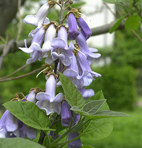 Blauglockenbaum 100-125cm - Paulownia tomentosa
