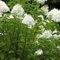 3 x Hydrangea Paniculata 'Grandiflora'- Rispenhortensie 'Grandiflora' 40-50 cm im Container