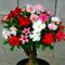Wüstenrose zwiebeln,winterharte mehrjährig,Wüstenrose Bonsai,adenium pflanze Knolle,wüStenrose pflanze,wüstenrose zimmerpflanze,hausgarten,Schnittblumen,desert rose plant.-1 zwiebeln-F