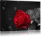 Pixxprint rote Rosen zum Valentinstag B&W, Größe: 80x60cm, Leinwandbild, fertig gespannt, Wandbild, Dekoration, Kunstdruck, kein Poster