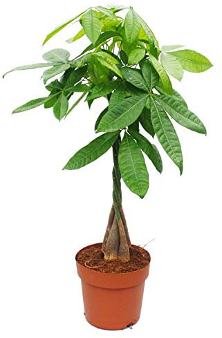 Exotenherz - Pachira aquatica, Glückskastanie - 21cm Topf - ca. 100cm hoch