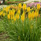 Kniphofia Banana Popsicle - Rare Variety Red Hot Poker Plant in a 9cm Pot