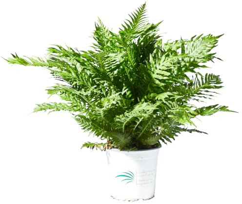 Verdecora Helecho Exterior maceta 3L | Planta de Exterior | Hojas Frondosas y Delicadas | Ideal para Jardines y Terrazas