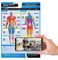 Muskelgruppen und Übungen, laminiertes Poster für Zuhause und Fitnessstudio, kostenlose Online-Video-Trainingsunterstützung, Größe: 594 mm x 420 mm (A2), verbessert die persönliche Fitness