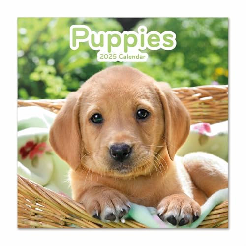 Grupo Erik Kalender 2025 Wandkalender 2025 Dogs Simon K. & Greg C. Hunde Kalender 2025 Familienplaner 30 x 30 cm Jahreskalender Familienkalender 2025 12 Monate