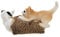 Schleich 13723 - Katzenjungen, spielend
