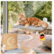 SEELENTIER® Katzen Fensterliege Hängematte Katze Katzenbett Fenster Katzen Hängematte Fenster Katzen Hängematte Hängematte für Katzen bis zu 20 kg