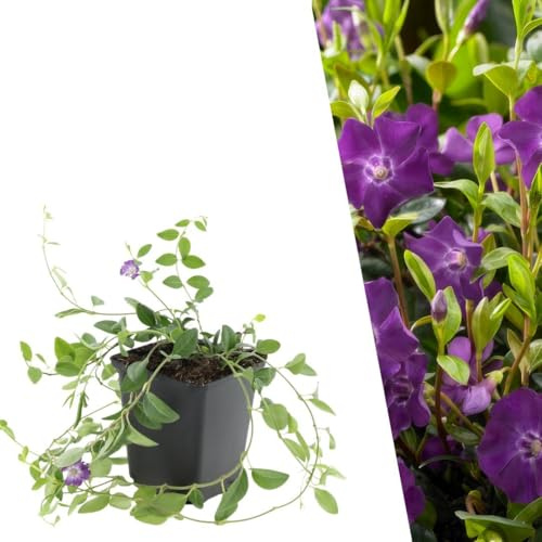 Plants by Frank Vinca Minor Atropurpurea, 6x Immergrün Pflanzen, Ø 9 cm | Immergrün Pflanzen mit Purpur Blütenfarbe, Bodendecker Winterhart Mehrjährig, Halbstrauch, Stauden, Topf 9 cm, Höhe: 15 cm