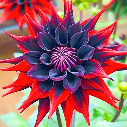 Dahlia Bulbs(Wedding Flowers,Plant Bulbs)