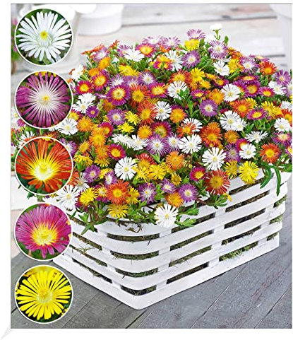 BALDUR Garten Winterharte Eisblumen Wheels of Wonder® Farbmix 5 Pflanzen, Delosperma congesta, winterharte Staude, trockenresistent, mehrjährig, bienenfreundlich, blühend