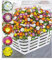 BALDUR Garten Winterharte Eisblumen Wheels of Wonder® Farbmix 5 Pflanzen, Delosperma congesta, winterharte Staude, trockenresistent, mehrjährig, bienenfreundlich, blühend