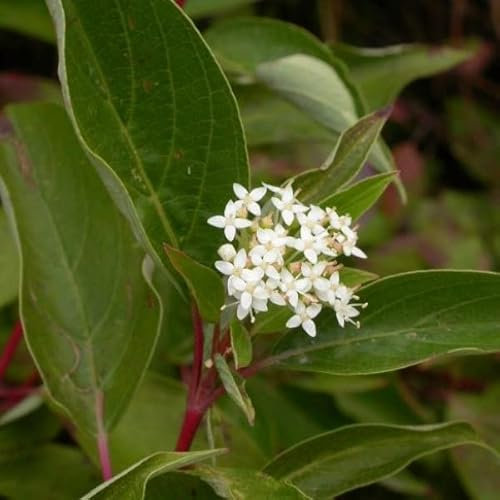 6x Hartriegel 'Kelseys Dwarf' - Cornus sericea 'Kelsey's Dwarf' - Topf 9x9cm