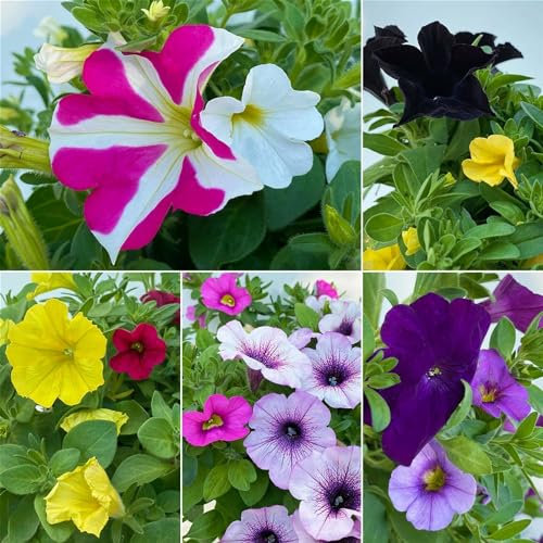 Petunie/Zauberglöckchen 'Duo', Kombination zufällig, Topf-Ø 14 cm, 4er-Set