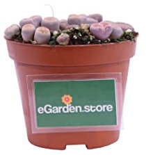 Pianta di Lithops Pianta di Sasso Vivente Mix varietà pianta da interno pianta grassa piana ornamentale di Lithops pianta vera venduta da eGarden.store (Mix 4)