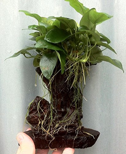 Mühlan Wasserpflanzen 1 Mbuna ca. 20-25 cm, Urwaldbaum unter Wasser