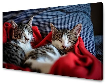 GP TONER Wanddekoration Kunstdruck modern Wandbilder Leinwanddruck Tiere schlafende Katzen 40x30 cm