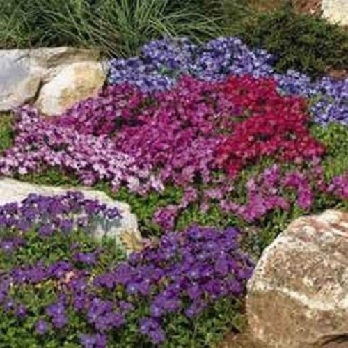 250 Semillas de Berro de Roca Aubrieti Reale Mix (perenne)