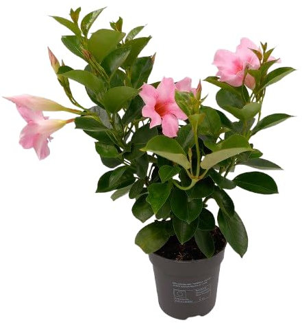 Mandevilla Rosa en Maceta Planta Trepadora con Flores Naturales y Aromáticas