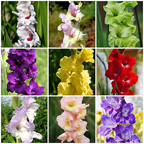 Bulbos De Gladiolo Mezcla De Flores Bulbo De Gladiolo Bulbo De Flores Resistentes Perennes Flores De BalcóN Plantas Resistentes Para JardíN Flores De BalcóN De Gladiolo Resistentes 12 Bulbo De Flores