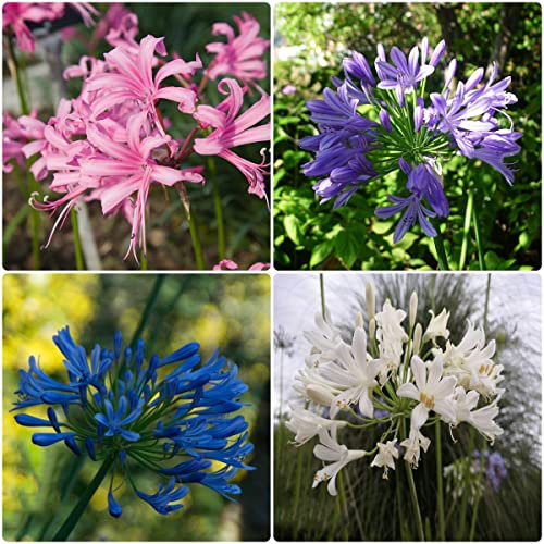 agapanthus winterhart samen Schmucklilie - Seltene Pflanze serie - mix blumensamen gastgeschenk blumen garten wiesensaatgut ingarden balkonpflanzen blumenwiese samen mehrjährig 600 Stück