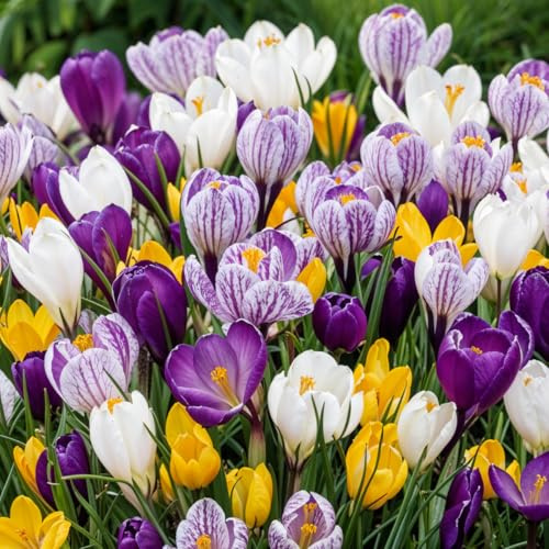Riesen Krokusse Zwiebeln Winterhart Mehrjährig - 500 Blumenzwiebeln | Mix von 5 Sorten, Echte Pflanzen aus Holland, für Garten, Balkon und Topf (kein Samen, nicht künstlich)