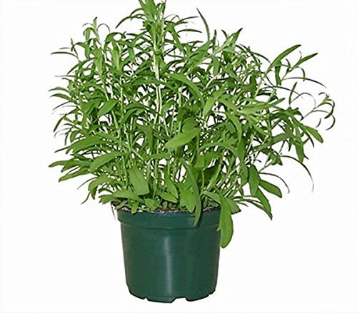 1g / 100 semi di dragoncello