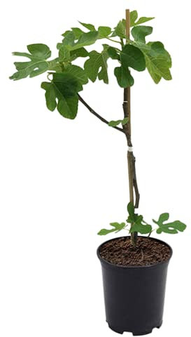 Higuera Árbol Frutal de Crecimiento Rápido y Fácil Cuidado