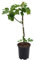 Higuera Árbol Frutal de Crecimiento Rápido y Fácil Cuidado