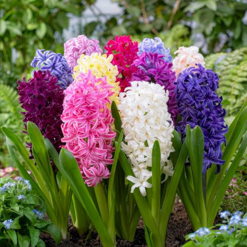 FLORIUM - Colección de Jacintos Presupuesto (15 Cebollas), Mezcla Perenne Fragante | 3 variedades/Colores | Bulbos de flores resistentes del invierno de Holanda para jardín, terraza traer fragancia y