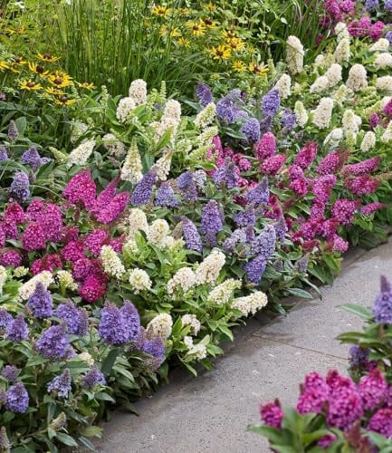 BALDUR Garten 3er-Mix Zwerg-Schmetterlingsflieder 'Little Rockstars®'