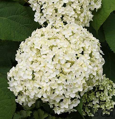 Ballhortensie Annabelle 60-80cm - Hydrangea arborescens - lebende Gartenpflanze aus den Baumschulen