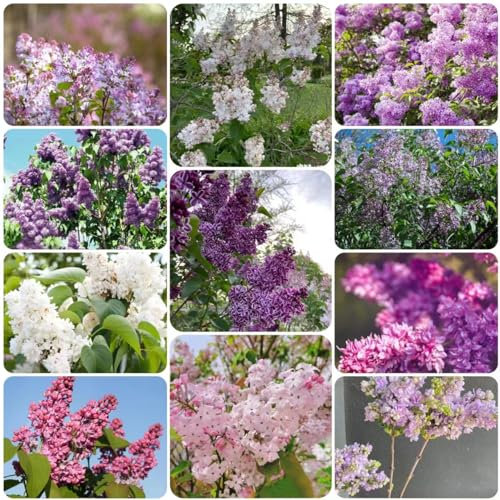15 pcs flieder samen - zimmerpflanze Syzygium aromaticum,Seltene Pflanzen serie, sommerblumen samen blumendeko garten pflanzen frühlingsblumen balkonblumen zimmerbonsai bonsai pflanzensamen