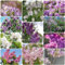 15 pcs flieder samen - zimmerpflanze Syzygium aromaticum,Seltene Pflanzen serie, sommerblumen samen blumendeko garten pflanzen frühlingsblumen balkonblumen zimmerbonsai bonsai pflanzensamen