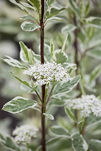 Weißer Hartriegel 'Elegantissima' 40-60 cm Topf Cornus alba winterhart