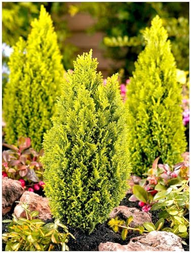 GrowOn Shrubs [x2] Dwarf Conifer Chamaecyparis Lawsoniana 'Ellwoods Gold' | Multi-Pack | Evergreen Shrubs | Outdoor Garden Ready Plants