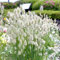150 pcs Hasenschwanzgras Pflanze Samen indoor kräutergarten topfpflanzen draußen winterhart Lagurus ovatus, Hasenschwanzgras gräser winterhart mehrjährig ziergräser winterhart exotische