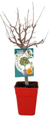 Verdecora Albaricoquero Enano Residuo cero en maceta 5L | Prunus armeniaca | Árbol frutal natural planta de exterior | Cultivado sin uso de productos químicos