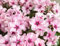 POWERS TO FLOWERS - CICLAMINO ILLUSIA, 3 PIANTE, VASO 12CM DIAMETRO, piante vere