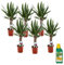 Plant in a Box - Yucca Éléphantipes - Set de 6 - Pied d'éléphant - Plante d'intérieur - Pokon - Pot de 14cm - Hauteur 50-60cm