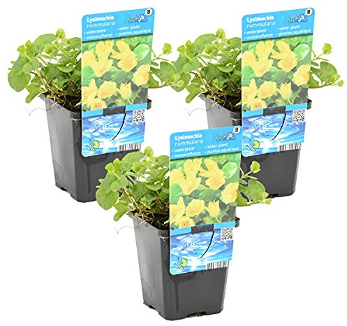 Bloomique - Lot de 3 - Lysimachia Nummularia - Herbe aux écus - Plantes de bassin - Plantes aquatiques - Résistante au gel - 10-20 cm de haut - Pot 9 cm